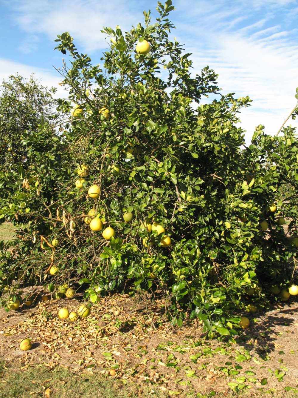              Habit (Winter Haven, FL)       